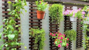 plante retombante extérieur en pot plein soleil