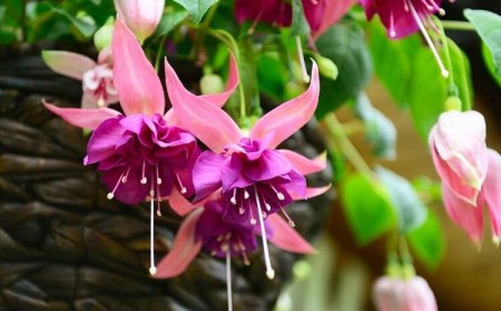 plante retombante vivace fuchsia pour terrasse couverte pergola balcon porche
