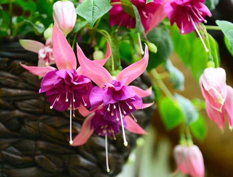 plante retombante vivace fuchsia pour terrasse couverte pergola balcon porche