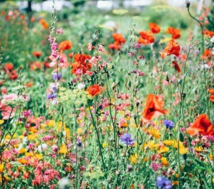 planter des fleurs sauvages