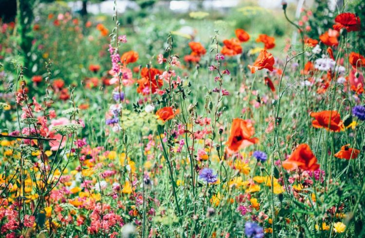 planter des fleurs sauvages