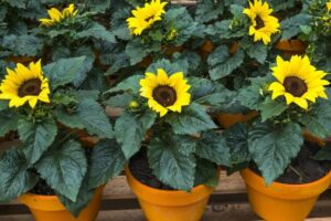 planter tournesol en pot emplacement ensoleillé abrité vent écran mur derrière