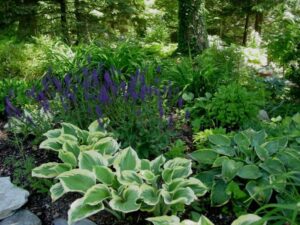 plantes à l'ombre sur un mur 2023