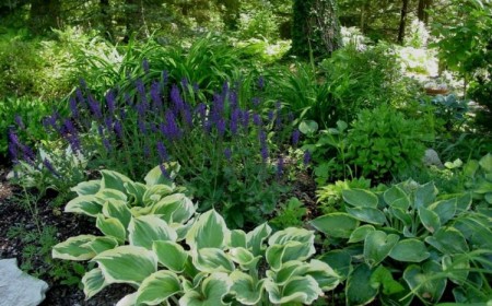 plantes à l'ombre sur un mur 2023