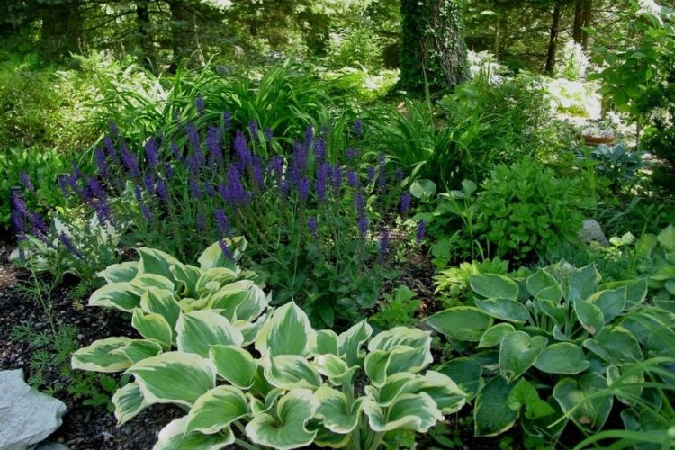 plantes à l'ombre sur un mur 2023