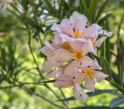 plantes à tailler avant l'été tailler le laurier rose au printemps