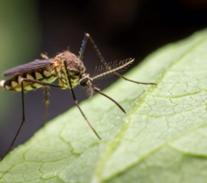 plantes anti moustiques et mouches maison exterieur repulsif naturel