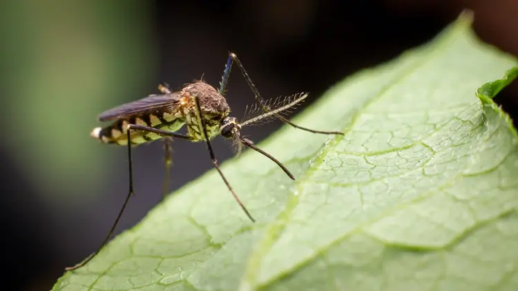 plantes anti moustiques et mouches maison exterieur repulsif naturel