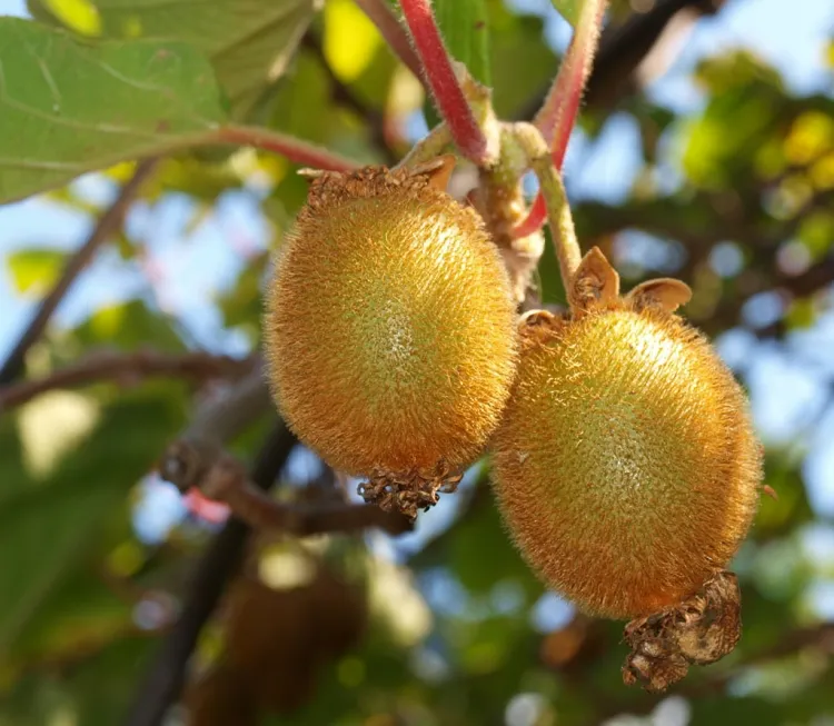 plantes grimpantes à fruits comestibles kiwis forment canopée bombe vitamineuse proliférique