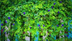 plantes grimpantes extérieur comestibles pois papillon fleurs bleu violet boire thé cocktail (1)