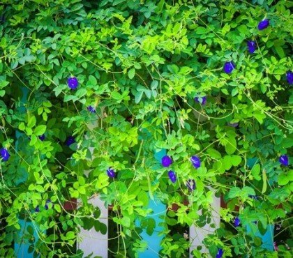 plantes grimpantes extérieur comestibles pois papillon fleurs bleu violet boire thé cocktail (1)