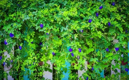 plantes grimpantes extérieur comestibles pois papillon fleurs bleu violet boire thé cocktail (1)