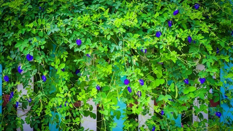 plantes grimpantes extérieur comestibles pois papillon fleurs bleu violet boire thé cocktail