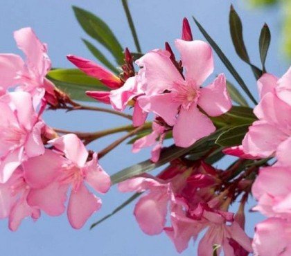 plantes méditerranéennes sans arrosage entretien fleurs arroser jardin balcon lavande idee rustiques