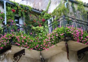 plantes pour balcon a croissance rapide