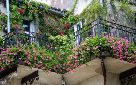 plantes pour balcon a croissance rapide