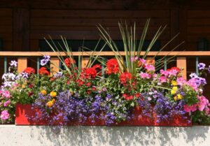 plantes pour jardinière plein soleil