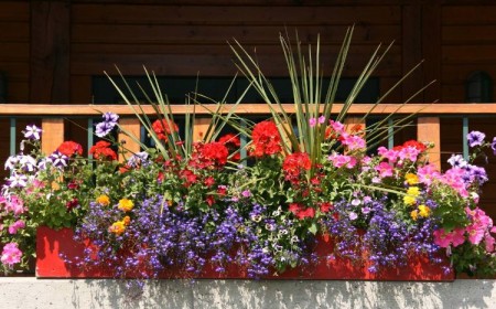 plantes pour jardinière plein soleil