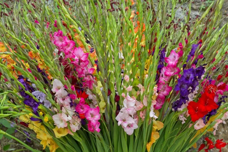 plantes vivaces auto ensemencées gladiolus spp