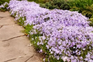 plantes vivaces basses pour bordures fleurs must have jardin été