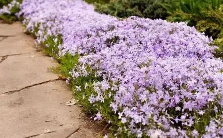 plantes vivaces basses pour bordures fleurs must have jardin été