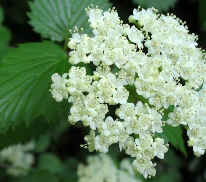 plus beaux arbustes pour sol humide argileux viburnum viornes fleurs baies