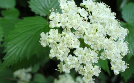plus beaux arbustes pour sol humide argileux viburnum viornes fleurs baies