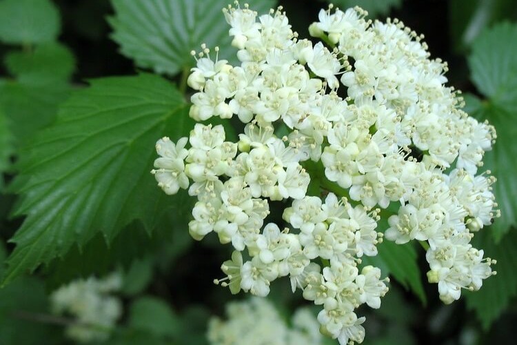 plus beaux arbustes pour sol humide argileux viburnum viornes fleurs baies