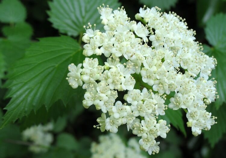 plus beaux arbustes pour sol humide argileux viburnum viornes fleurs baies