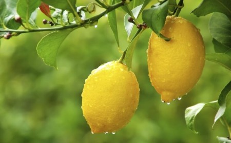 pourquoi citronnier ne donne pas de fruits