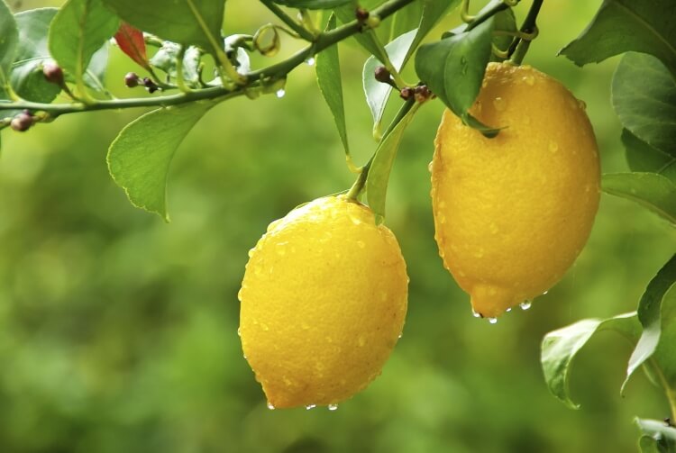 pourquoi citronnier ne donne pas de fruits