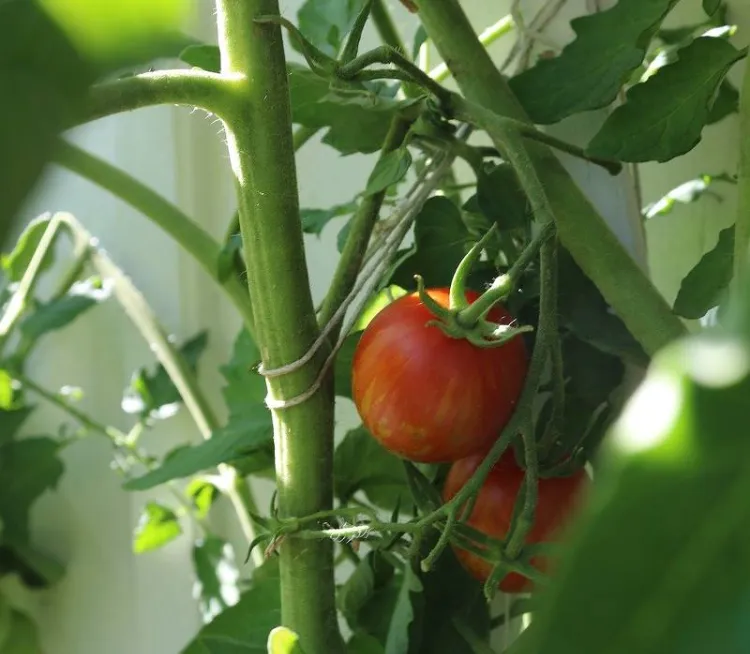 pourquoi faire pousser des tomates avec des tuteurs 2023