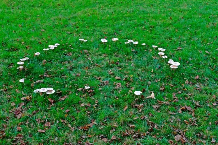 pourquoi j'ai des champignons dans mon jardin 2023