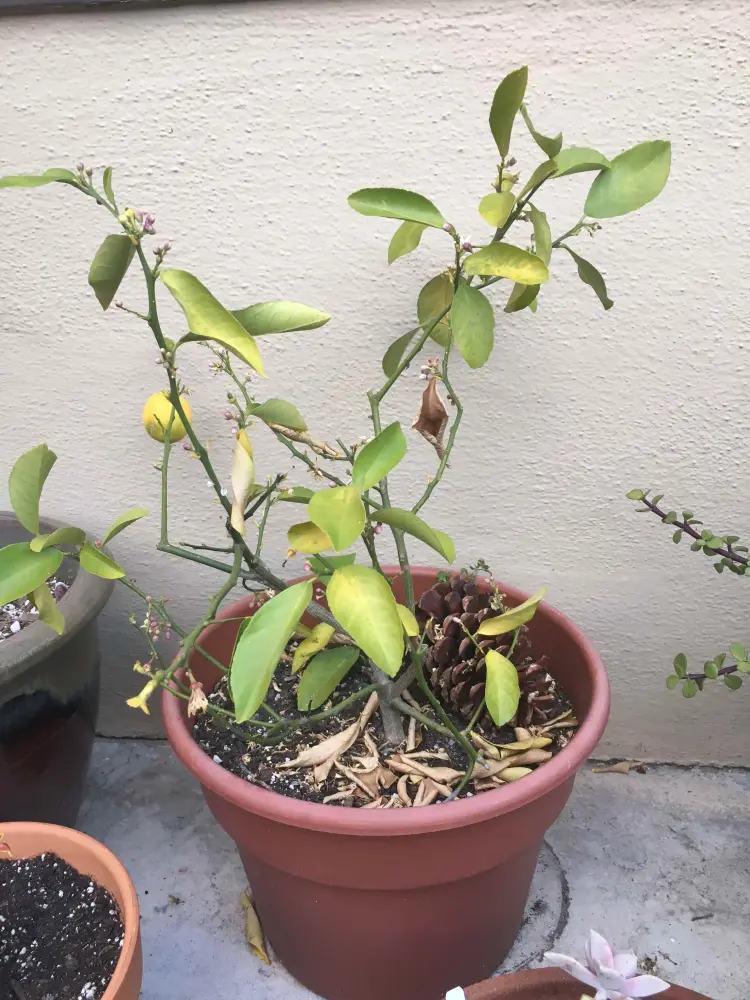 pourquoi les feuilles du citronnier s'enroulent causes arrosage