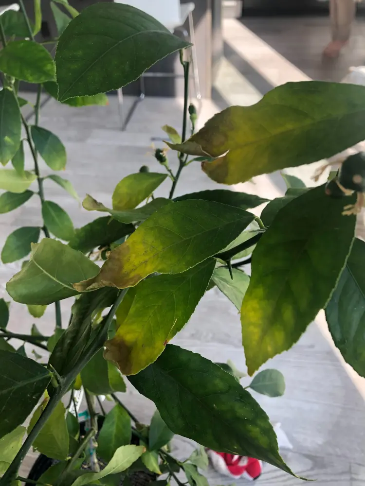 pourquoi les feuilles du citronnier s'enroulent vers le bas arrosage excessif