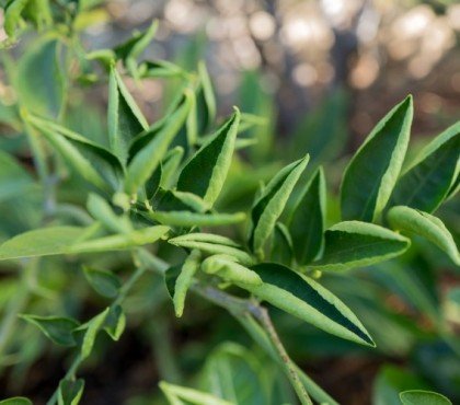 pourquoi les feuilles du citronnier s'enroulent vers le haut