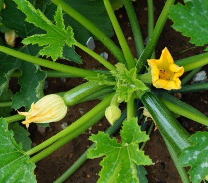 pourquoi les fleurs de courgette fanent