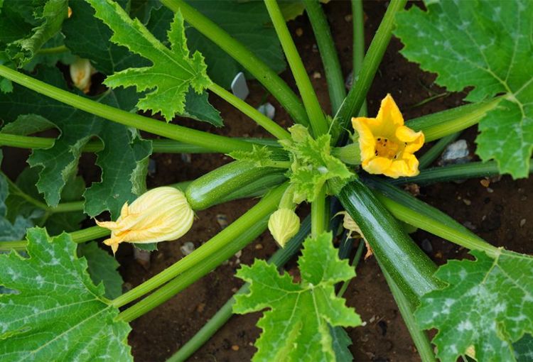 pourquoi les fleurs de courgette fanent