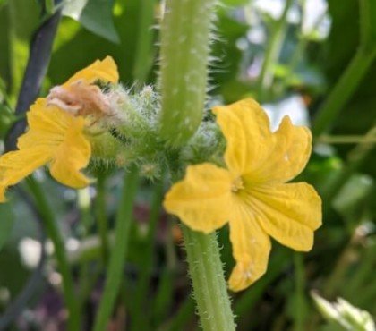 pourquoi mes plants ne poussent pas fertiliser engrais équilibré compost fumier cheval cendres bois