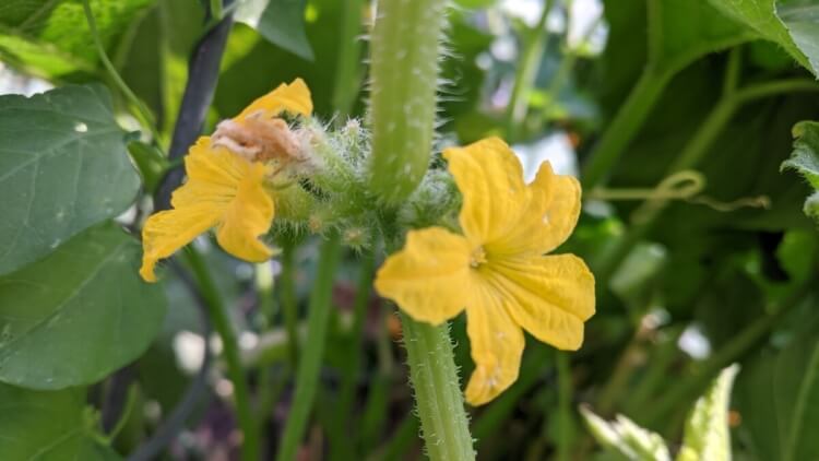 pourquoi mes plants ne poussent pas fertiliser engrais équilibré compost fumier cheval cendres bois