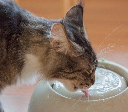 pourquoi mon chat boit beaucoup d eau quand amener vétérinaire