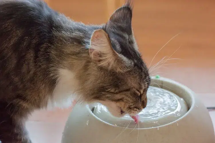 pourquoi mon chat boit beaucoup d eau quand amener vétérinaire