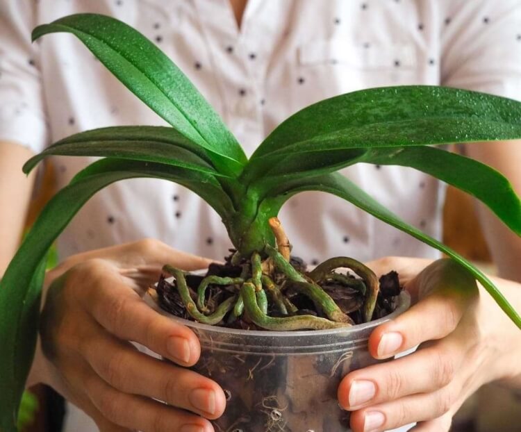 pourquoi mon orchidée fait que des feuilles et pas de fleurs