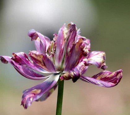 pourquoi quand comment tailler couper les fleurs fanées des tulipes conseils entretientaille après floraison jardin