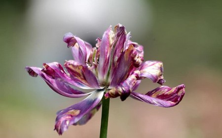 pourquoi quand comment tailler couper les fleurs fanées des tulipes conseils entretientaille après floraison jardin