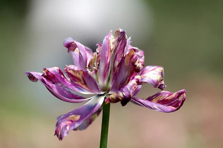 pourquoi quand comment tailler couper les fleurs fanées des tulipes conseils entretientaille après floraison jardin