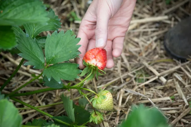 protéger les fraises des oiseaux mécontents trouver fruits picorés mangés moitié