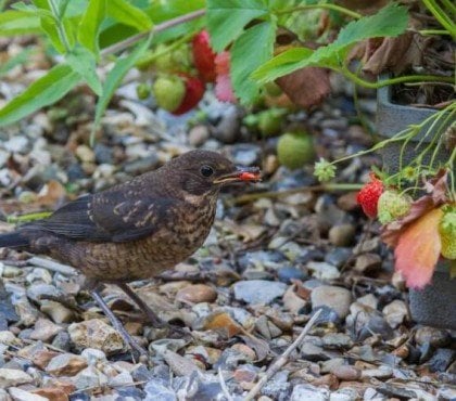 protéger les fraises des oiseaux quels plumeux mangent baies pourquoi cherchent eau