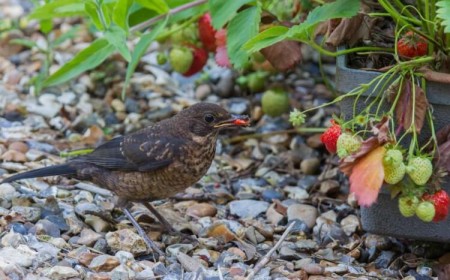 protéger les fraises des oiseaux quels plumeux mangent baies pourquoi cherchent eau