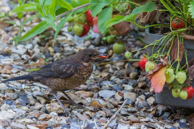 protéger les fraises des oiseaux quels plumeux mangent baies pourquoi cherchent eau